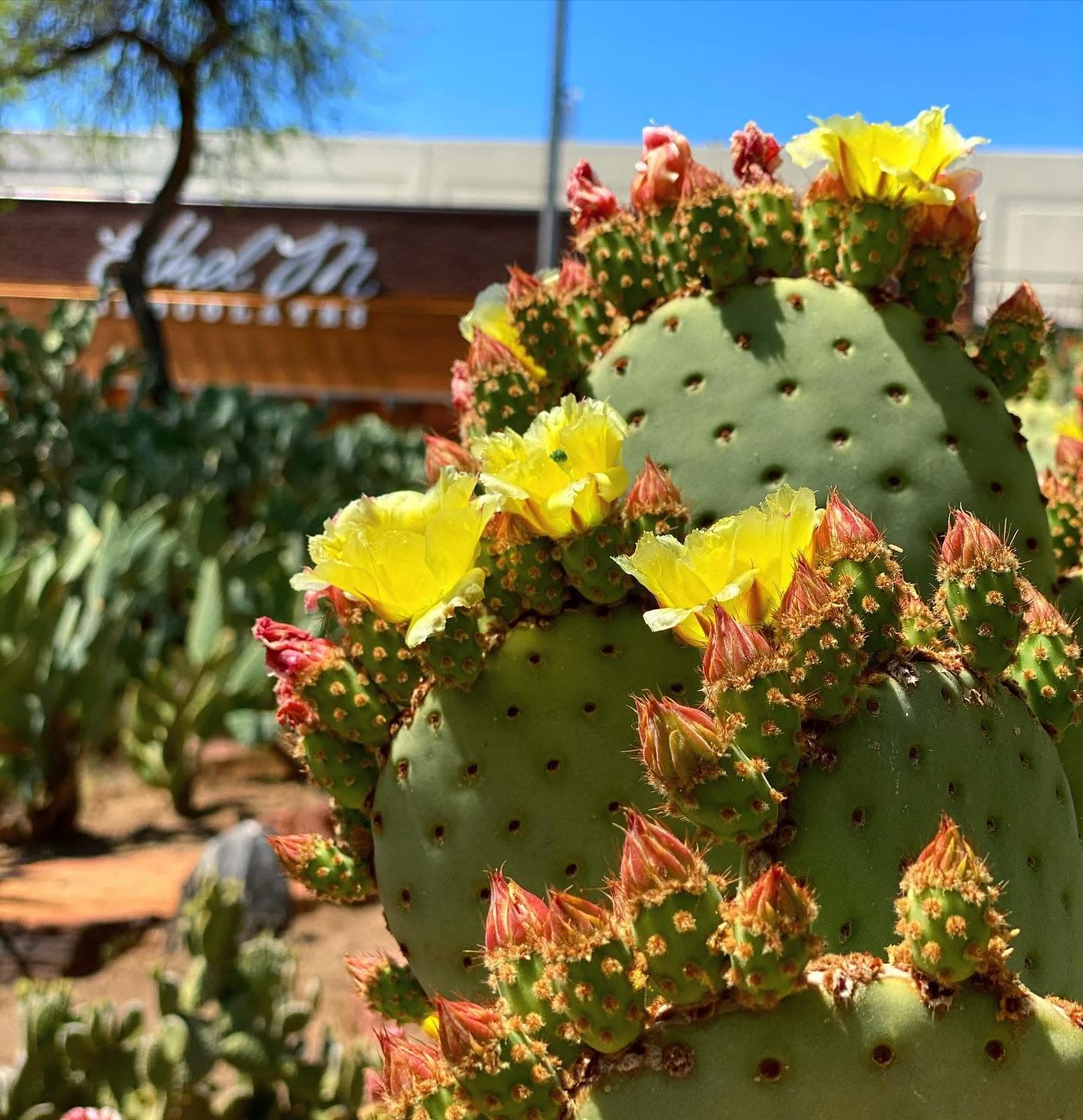 Ethel M Chocolates Factory & Cactus Garden 11