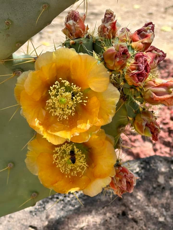 Ethel M Chocolates Factory & Cactus Garden - 7