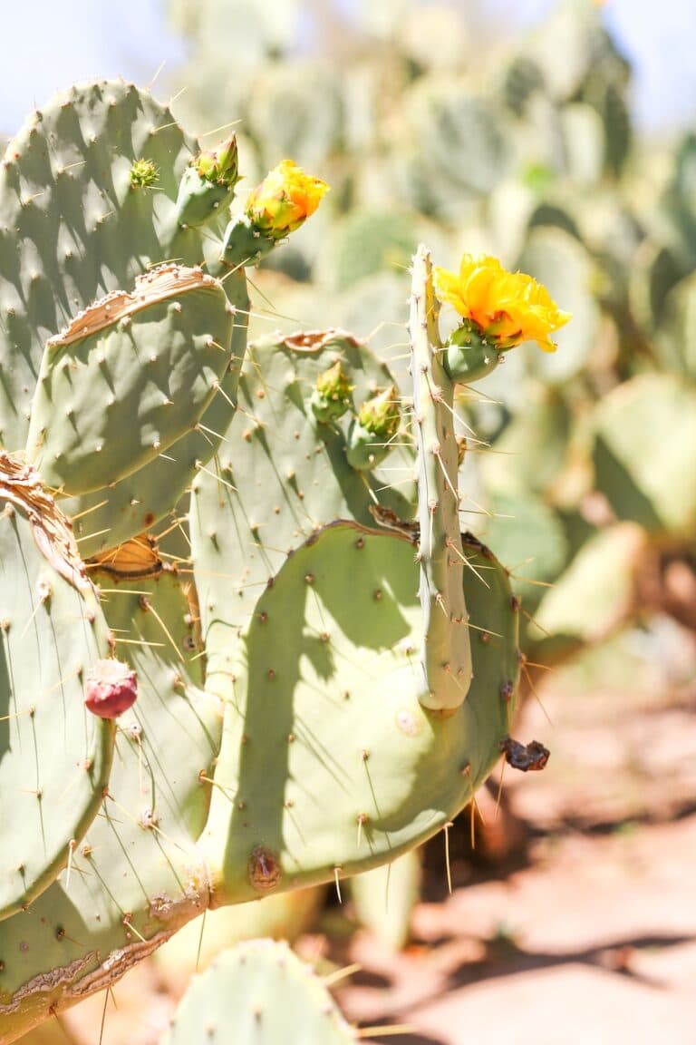 Ethel M Chocolates Factory & Cactus Garden 14