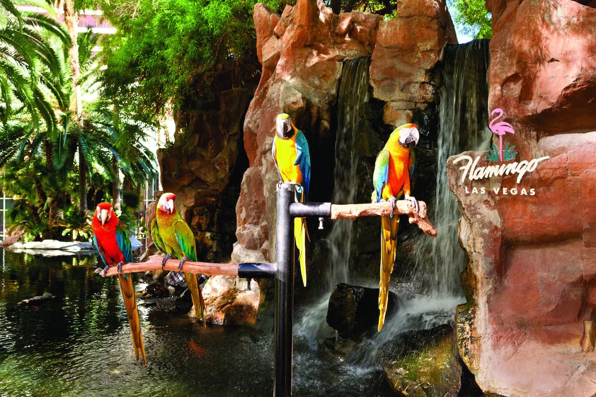 Flamingo Las Vegas - 9