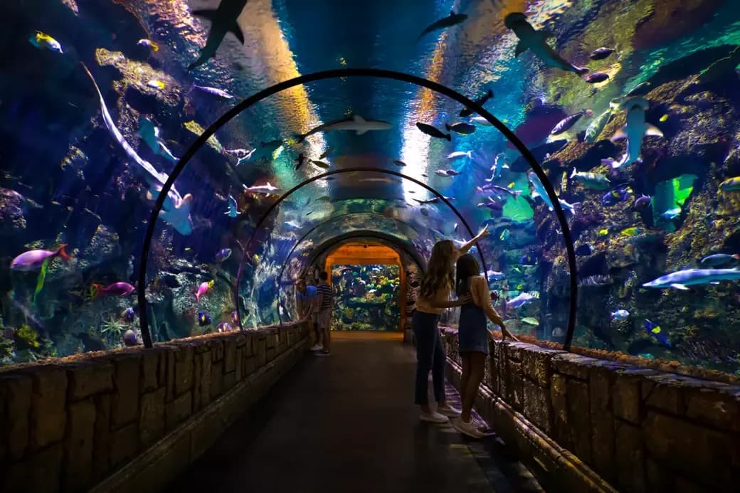 Shark Reef Aquarium