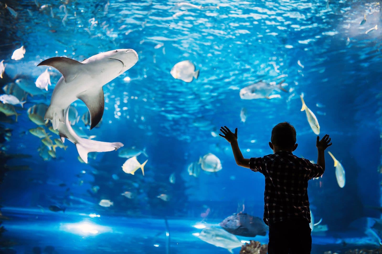 Shark Reef Aquarium - 1
