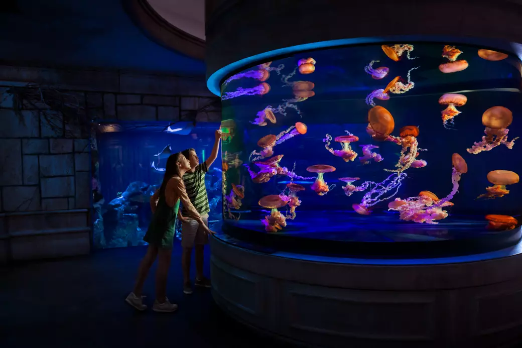 Shark Reef Aquarium - 4