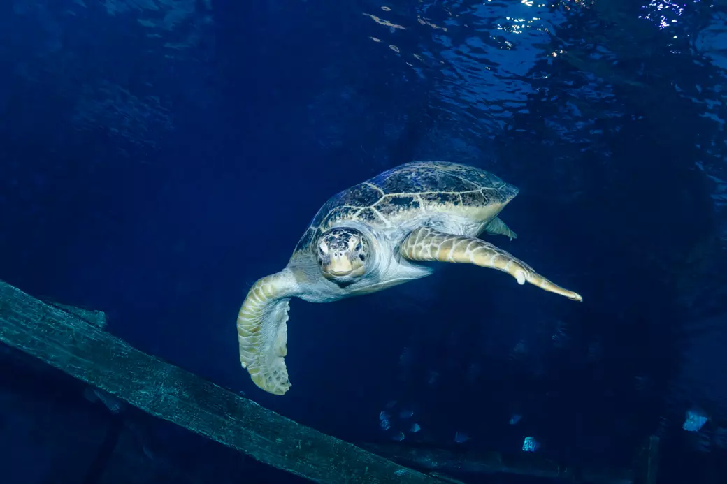 Shark Reef Aquarium - 5