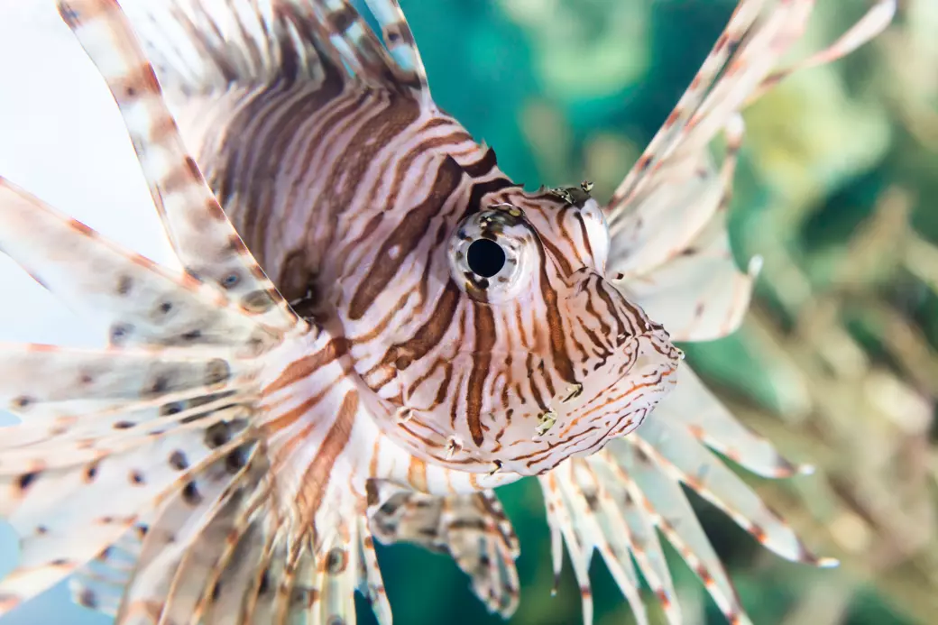 Shark Reef Aquarium - 6
