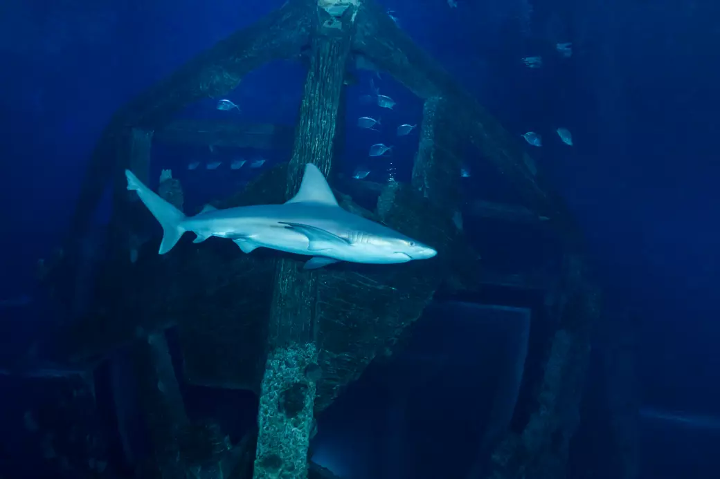 Shark Reef Aquarium - 7
