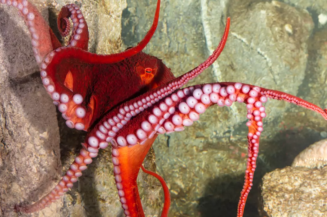 Shark Reef Aquarium - 3