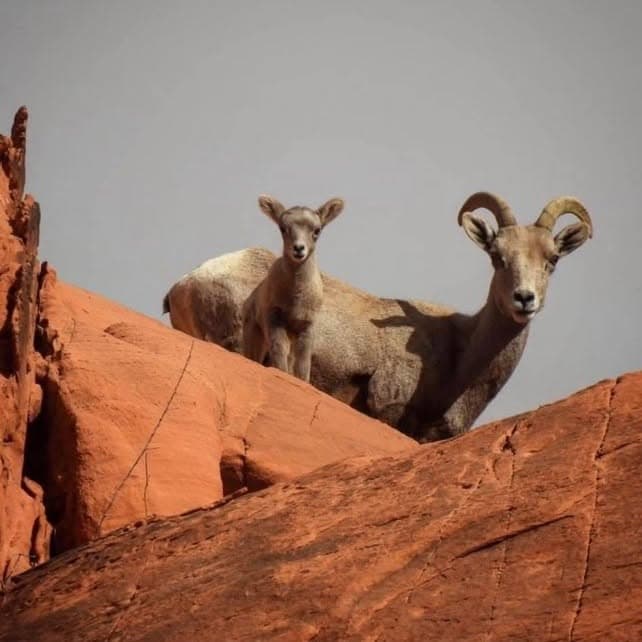 Valley of Fire State Park - 3